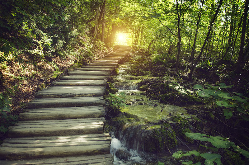 pathway through the forest with light at the end